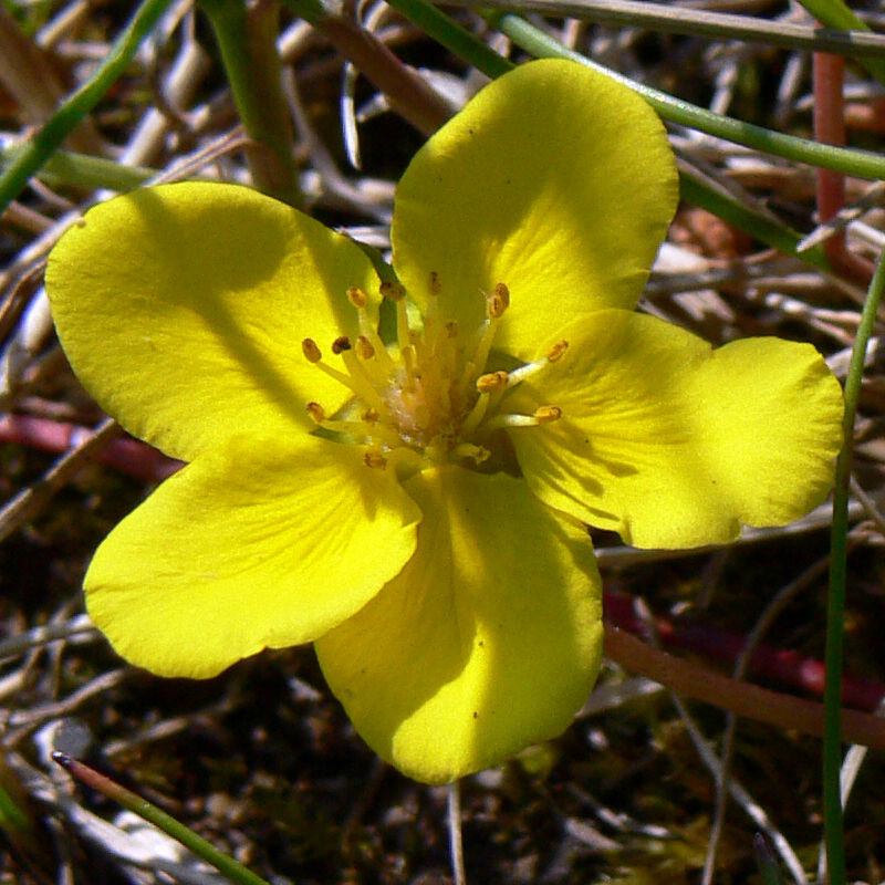 Image of Potentilla anserina specimen.