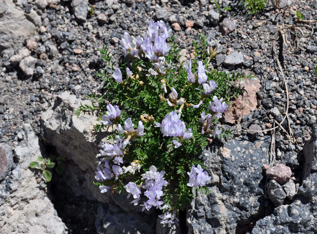 Изображение особи Astragalus levieri.