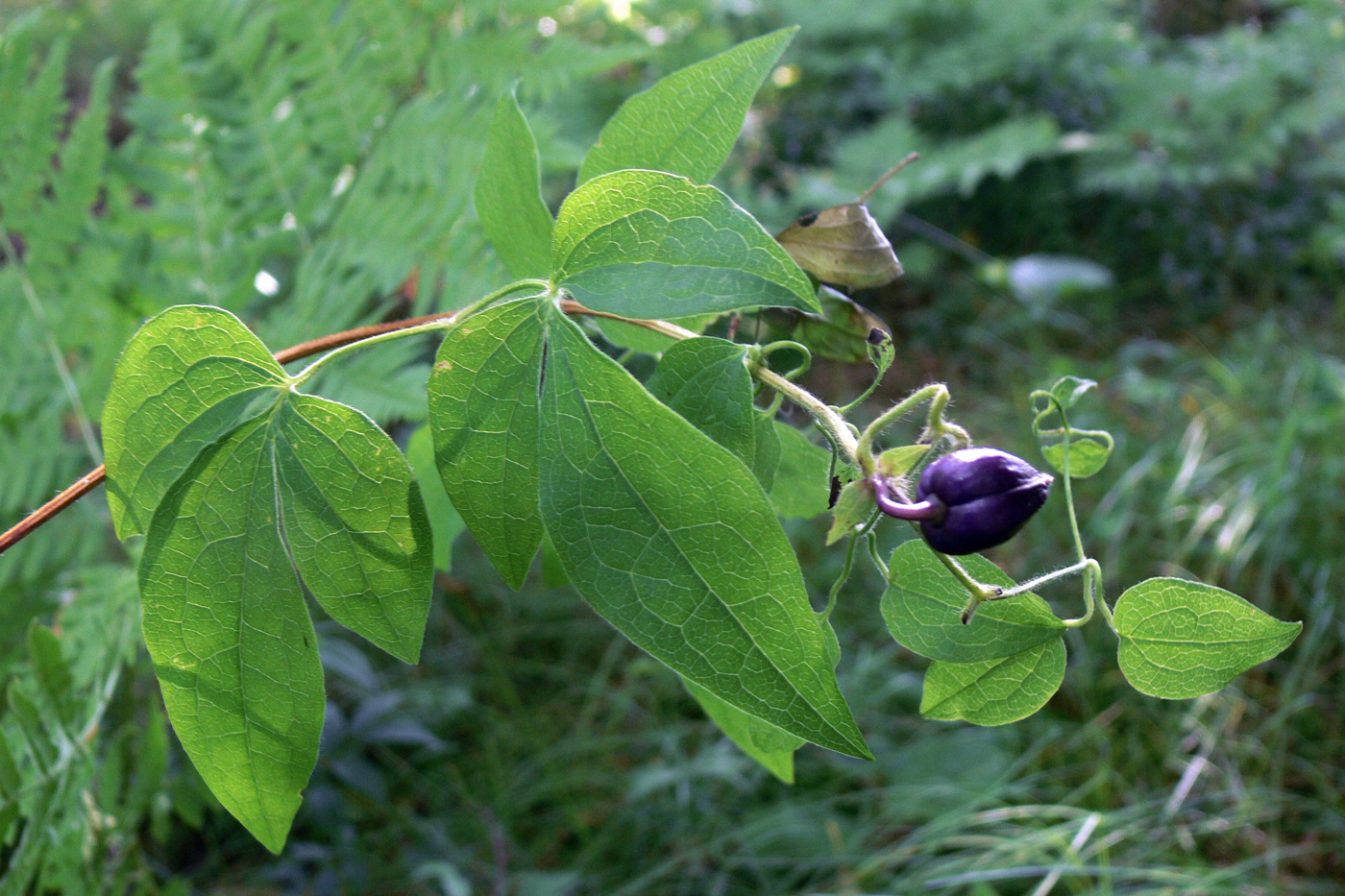 Image of Clematis fusca specimen.