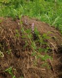 Vicia tenuifolia. Цветущее растение. Восточный Казахстан, Кокпектинский р-н, 25 км в горы от с. Пантелеймоновка, 1000 м н.у.м., просека в лесу. 12.06.2016.