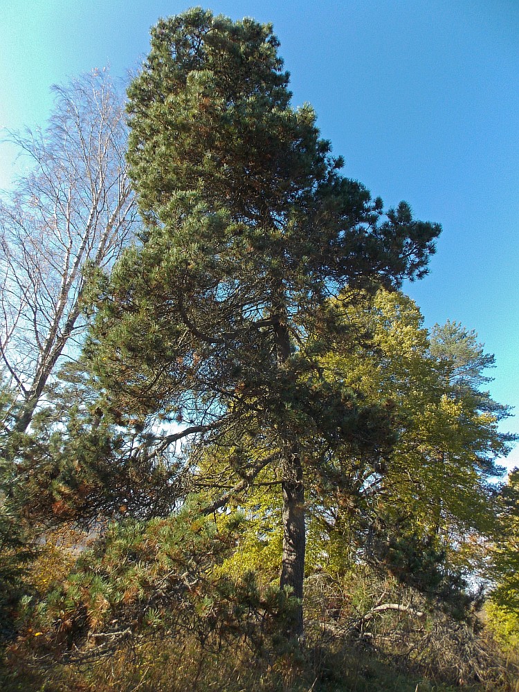 Изображение особи Pinus uncinata.