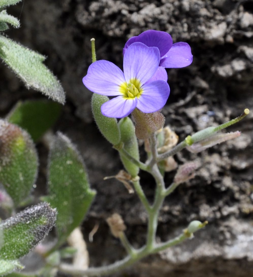 Image of Aubrieta thessala specimen.