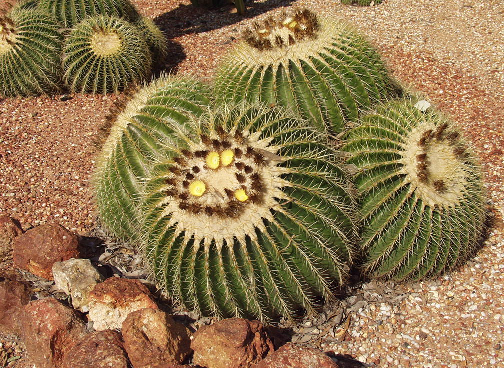 Изображение особи Echinocactus grusonii.