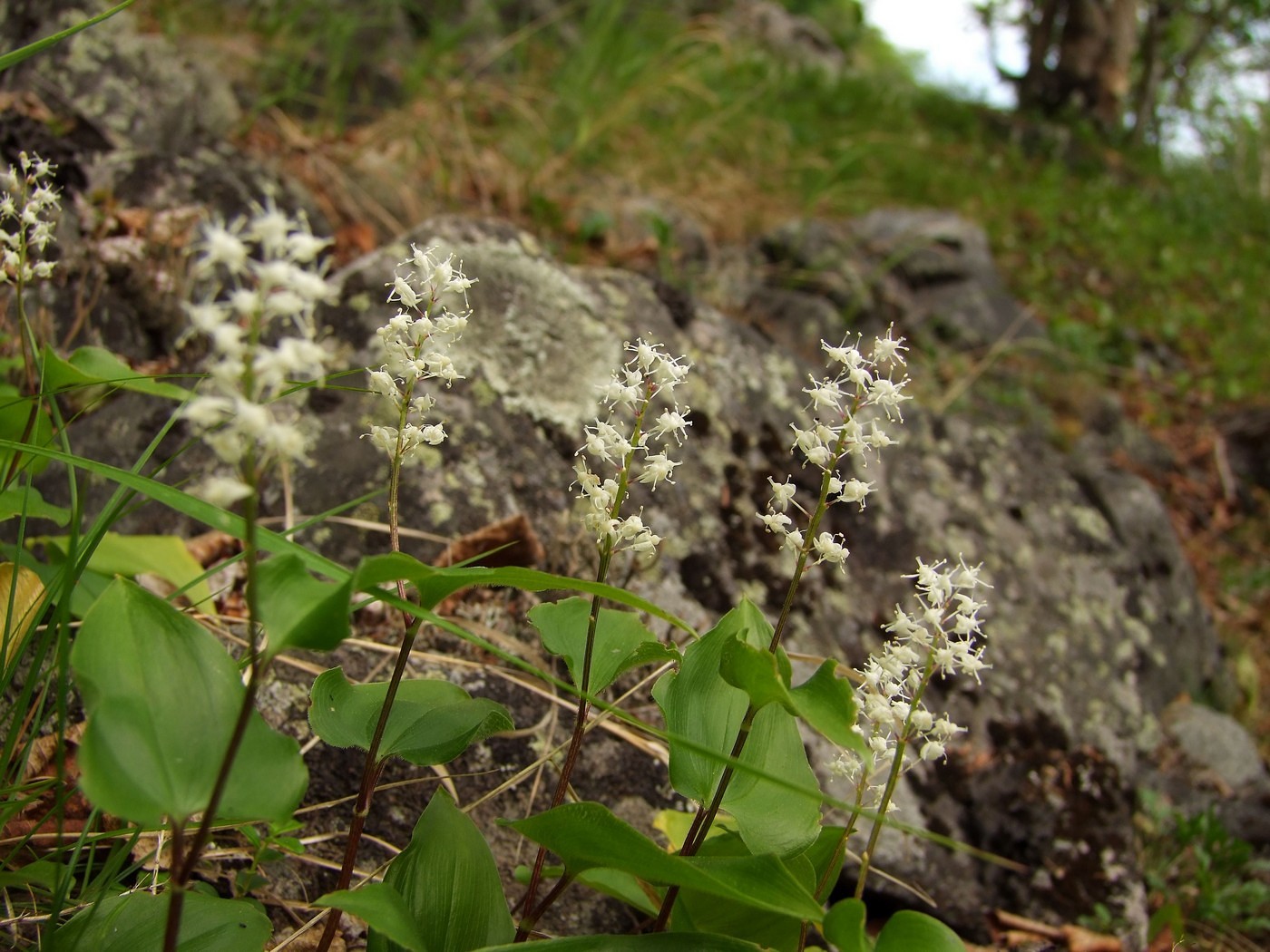 Image of Maianthemum bifolium specimen.