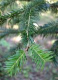 Abies holophylla. Верхушка веточки. Приморский край, Уссурийский городской округ, окр. с. Горно-Таёжное, Дендрарий ГТС им. Комарова. 06.07.2016.