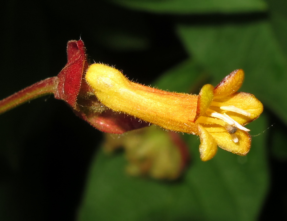 Image of Lonicera involucrata specimen.