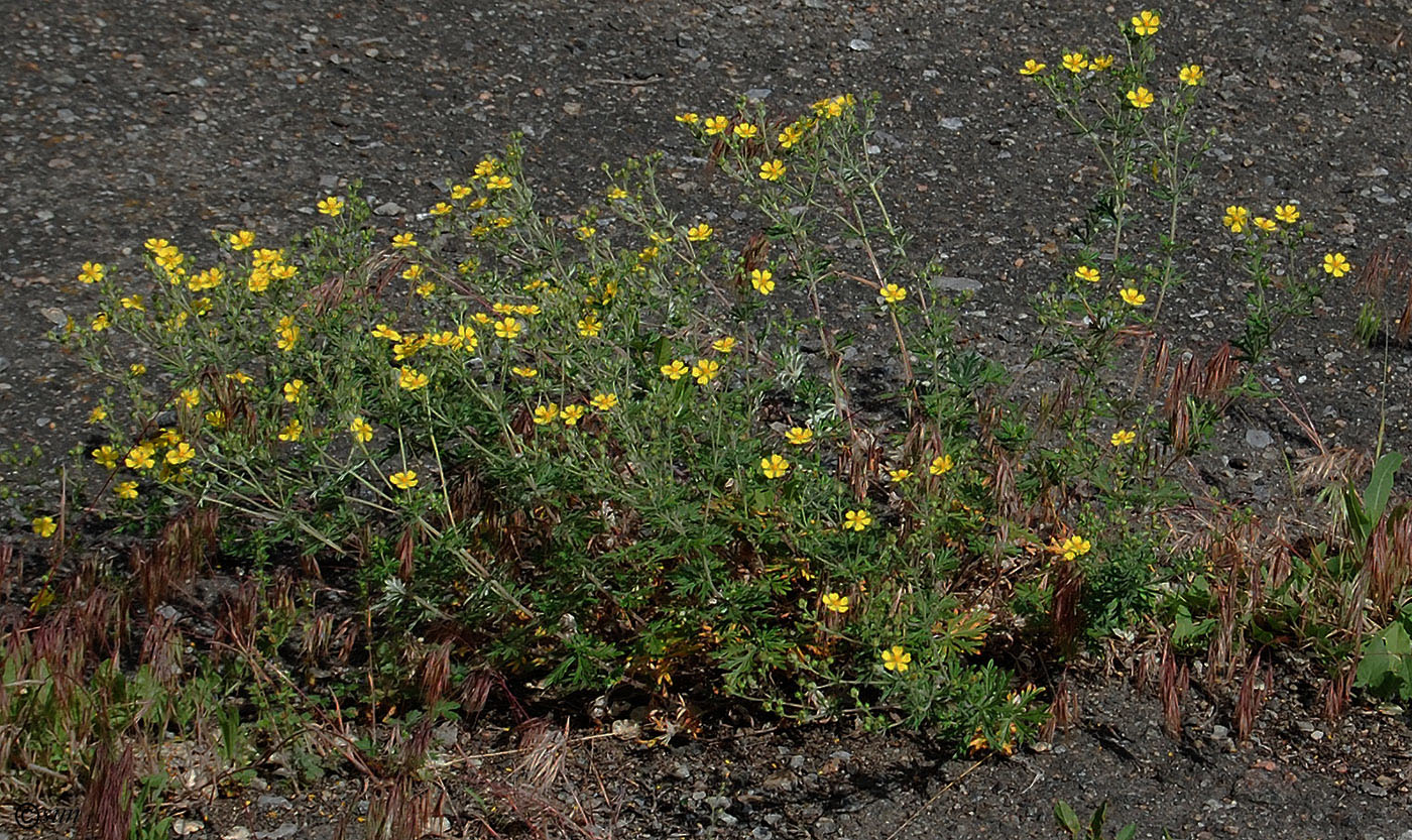 Изображение особи Potentilla argentea.