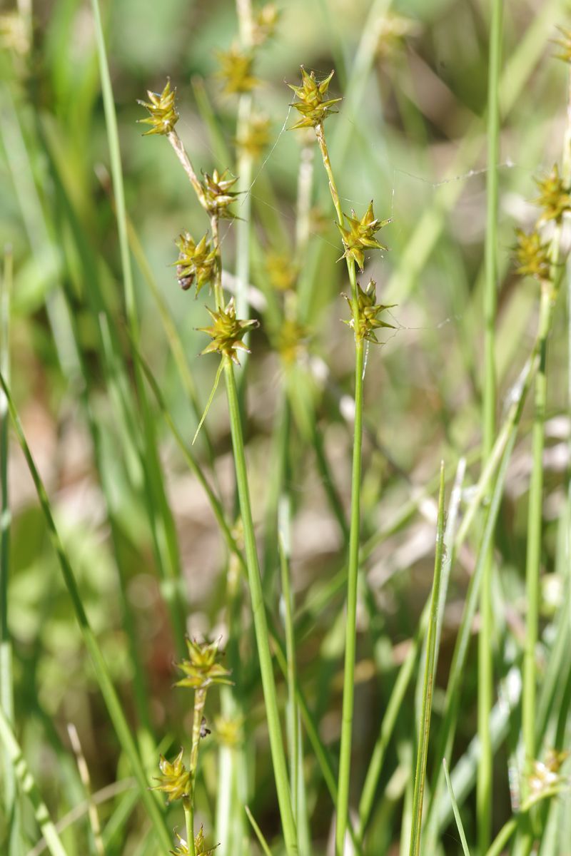 Image of Carex echinata specimen.