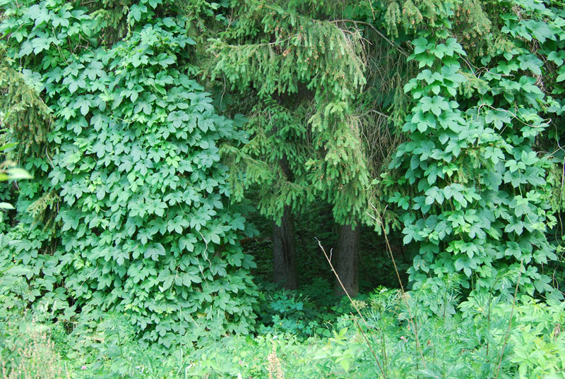 Image of Humulus lupulus specimen.