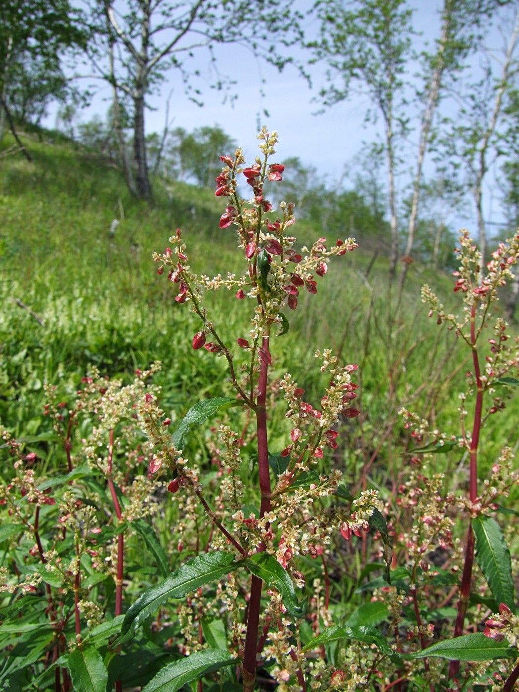 Изображение особи Aconogonon tripterocarpum.