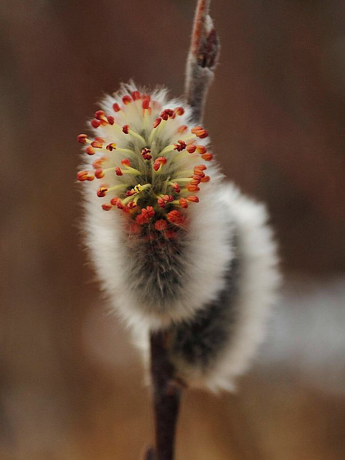 Image of Salix lapponum specimen.