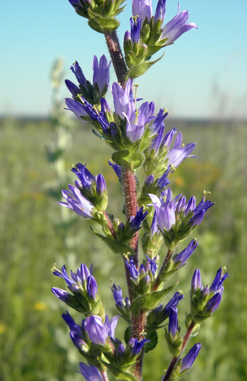 Image of Campanula macrostachya specimen.