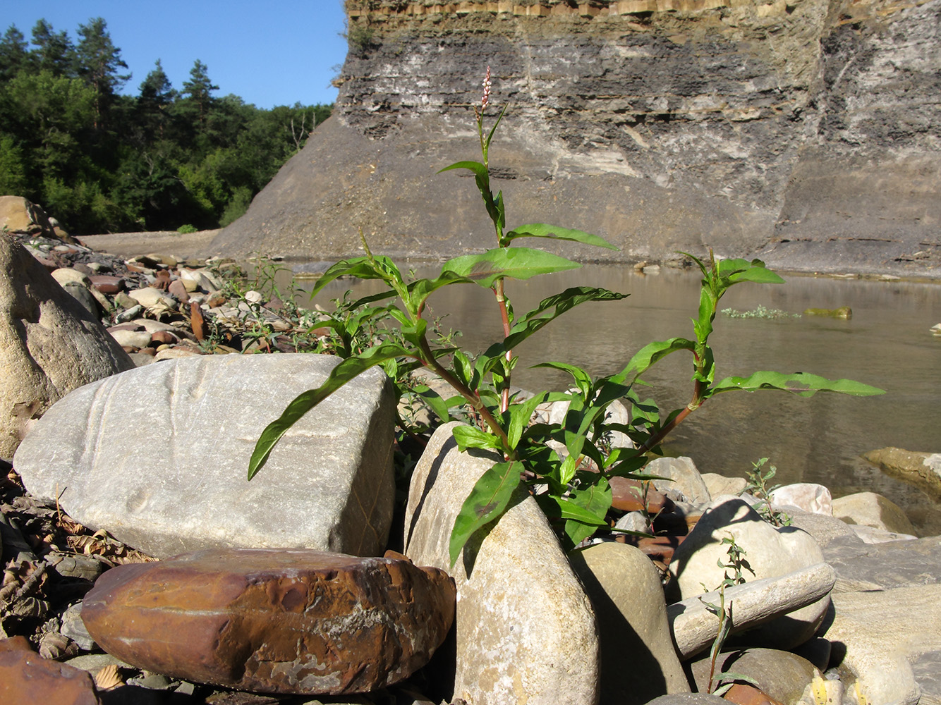 Image of Persicaria lapathifolia specimen.