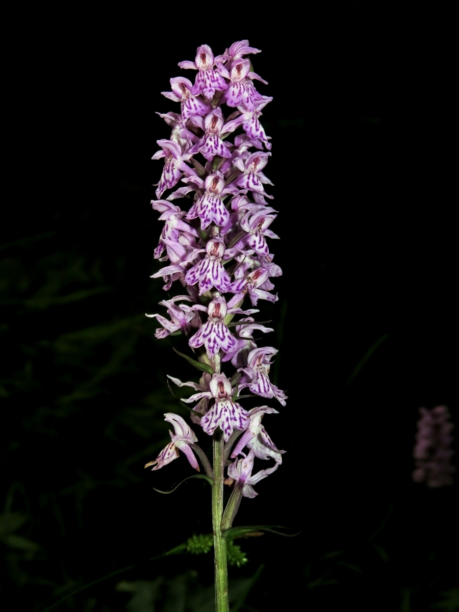 Image of Dactylorhiza fuchsii specimen.