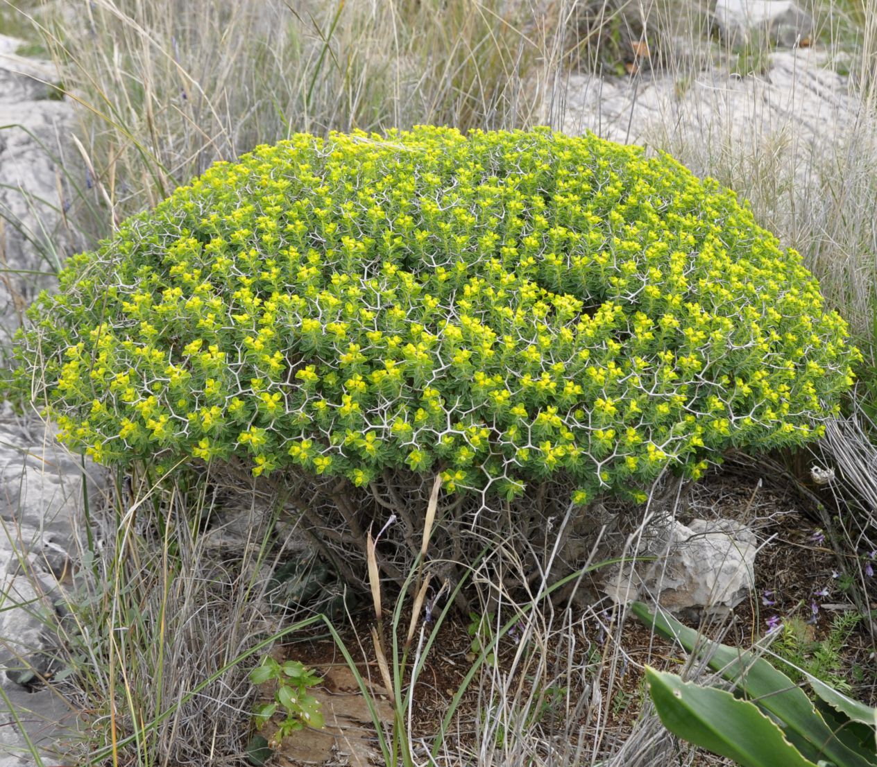 Изображение особи Euphorbia acanthothamnos.