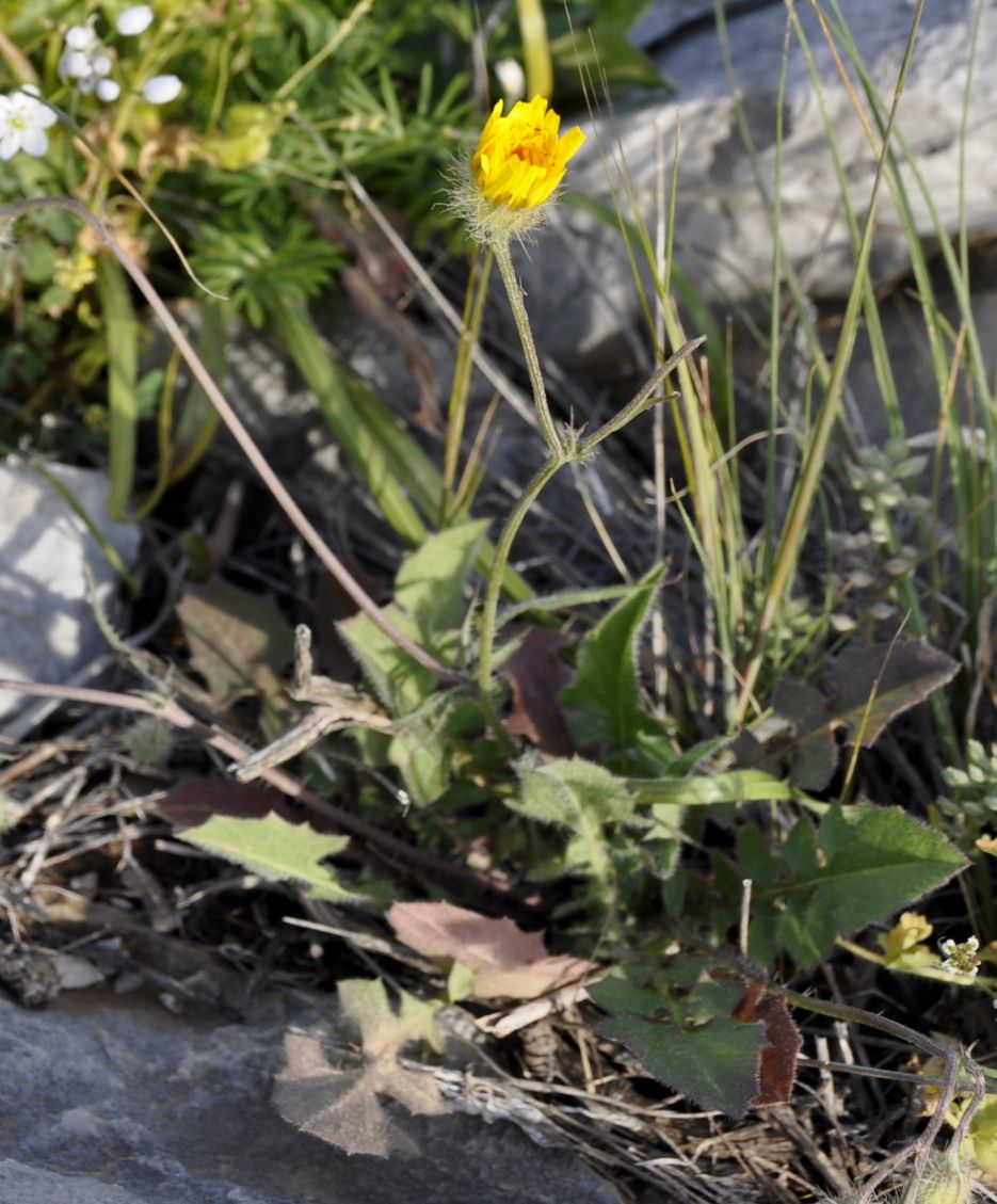 Изображение особи род Crepis.