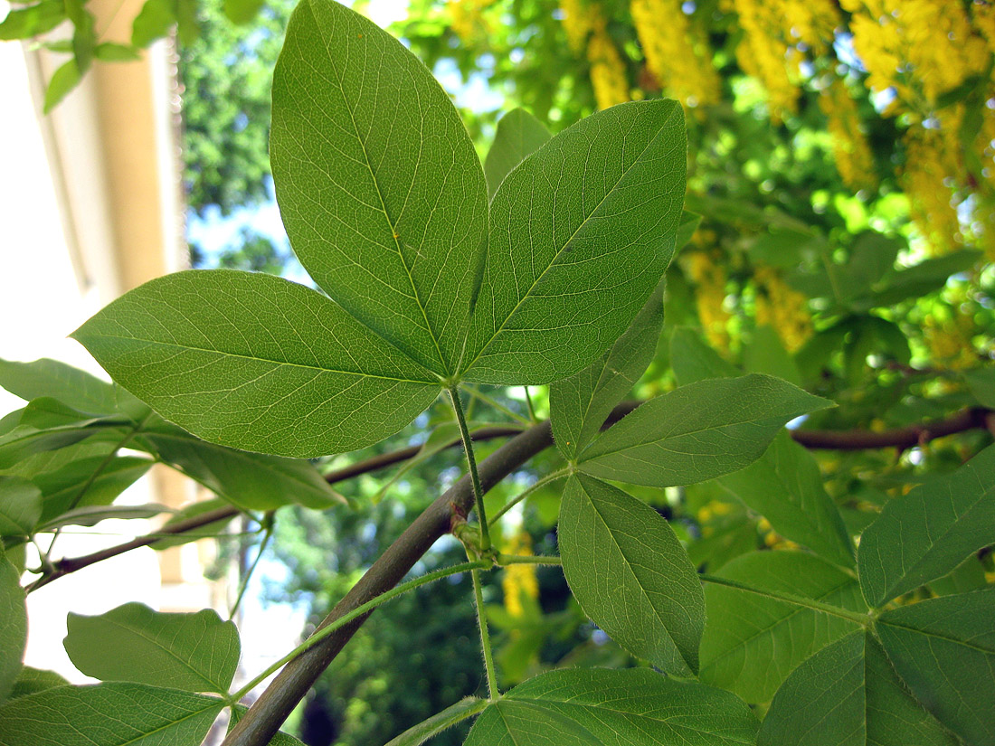 Image of Laburnum alpinum specimen.