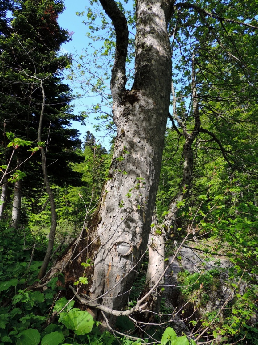 Image of Acer trautvetteri specimen.