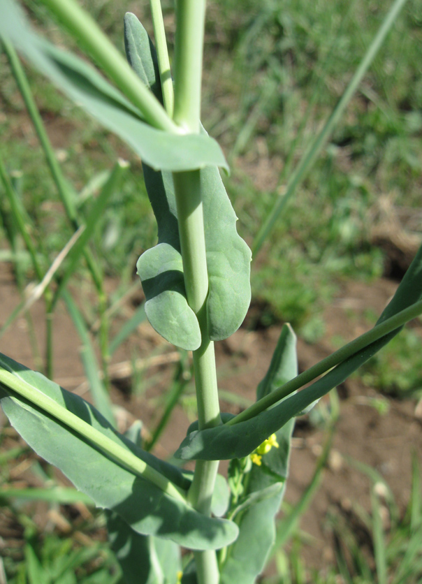 Image of Myagrum perfoliatum specimen.