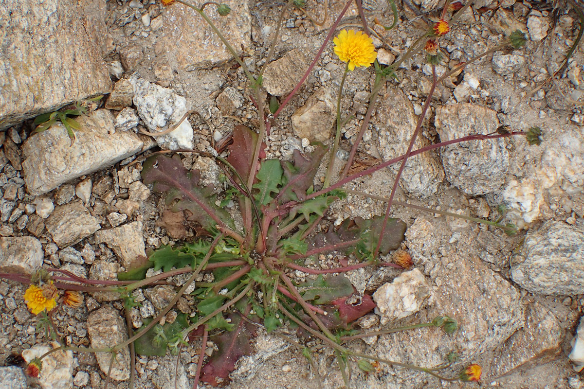 Изображение особи Crepis neglecta ssp. graeca.