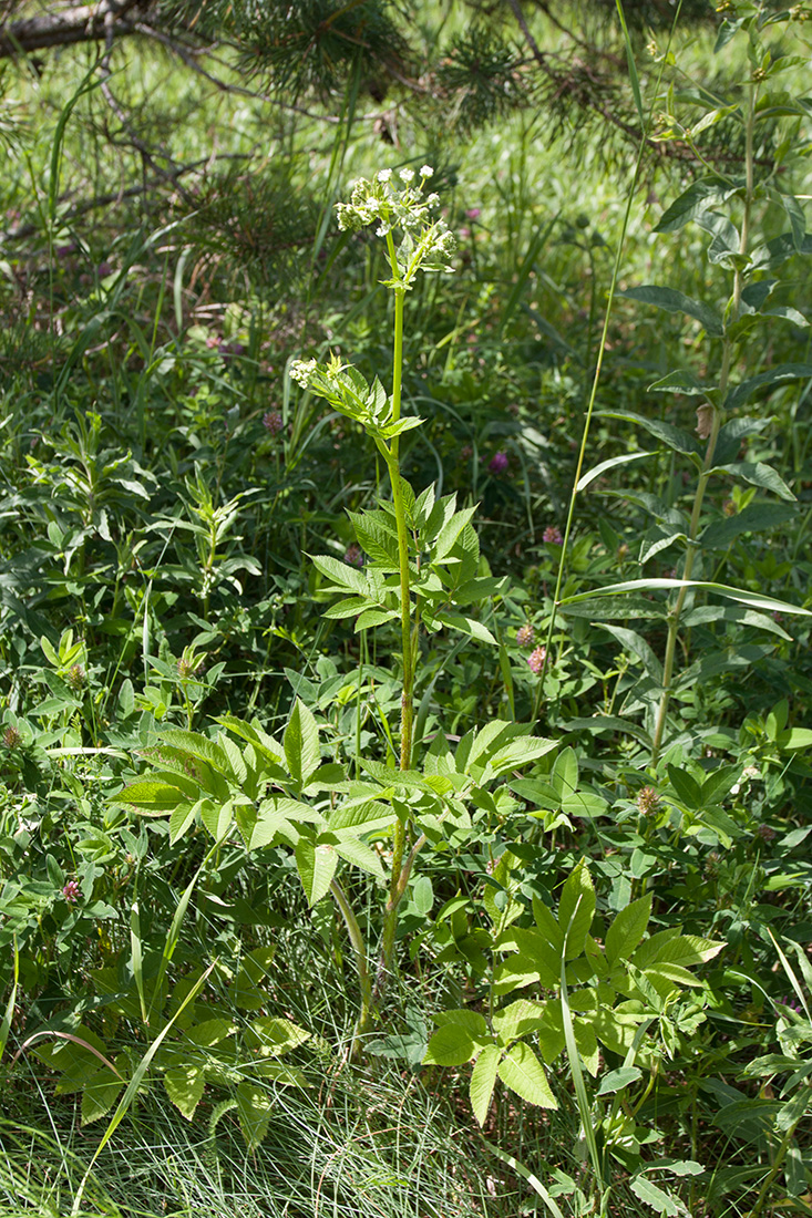 Image of Chaerophyllum aromaticum specimen.