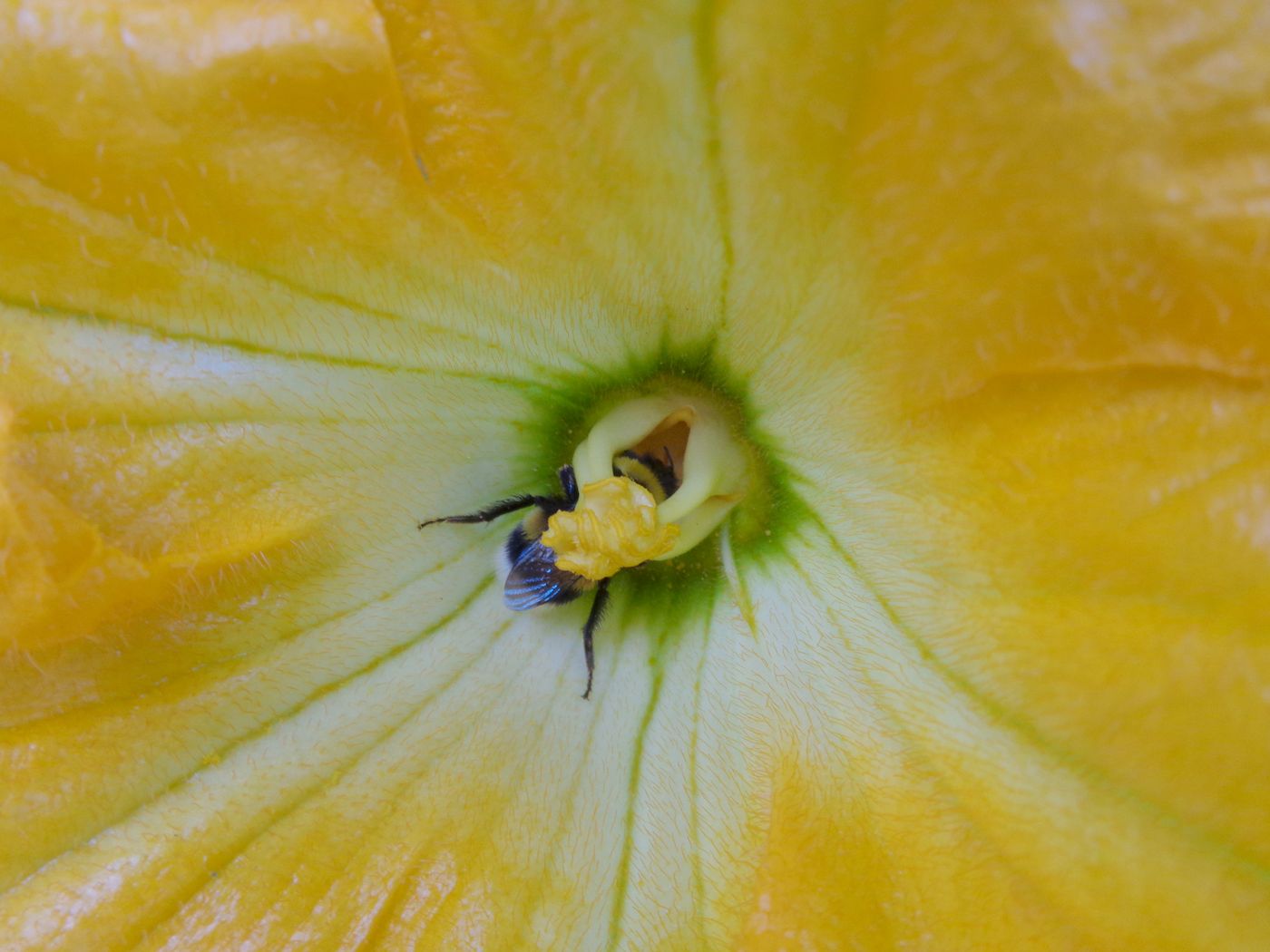 Image of Cucurbita pepo specimen.