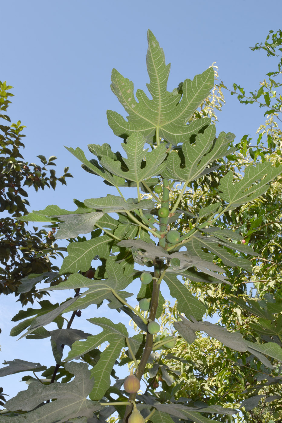 Image of Ficus carica specimen.