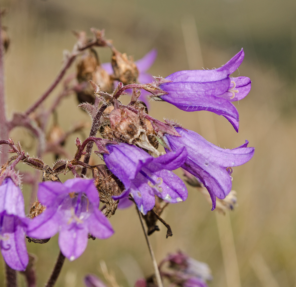 Image of Campanula sibirica specimen.