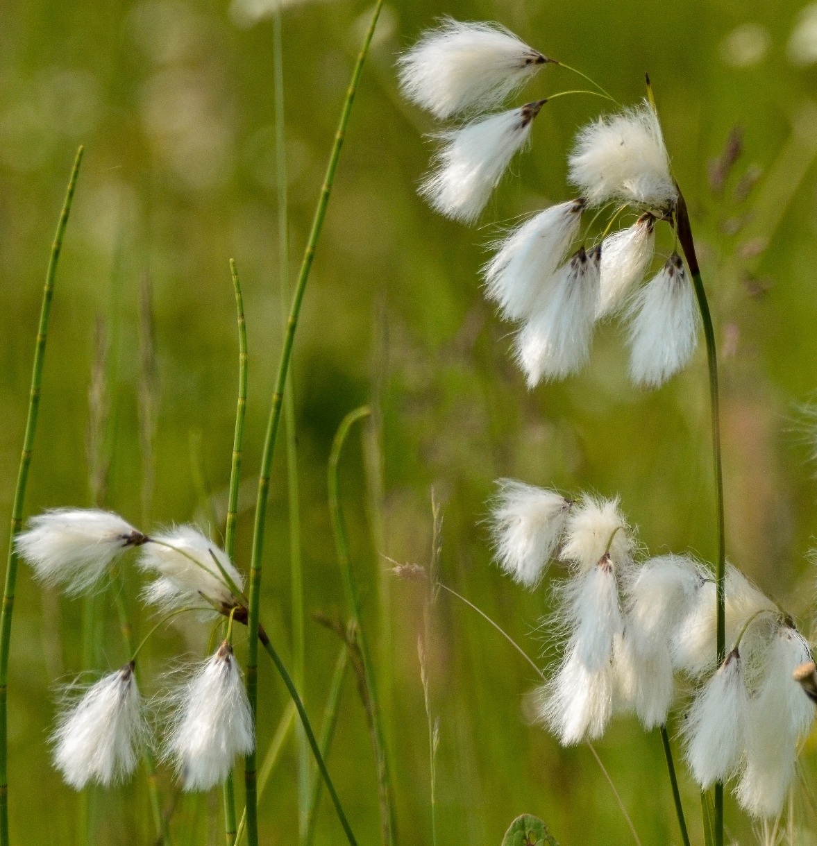 Image of Eriophorum angustifolium specimen.