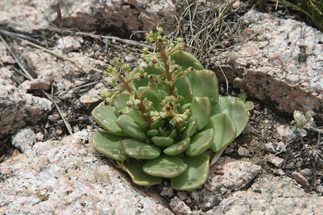 Изображение особи Rosularia glabra.