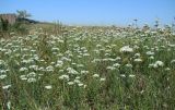 Allium ramosum