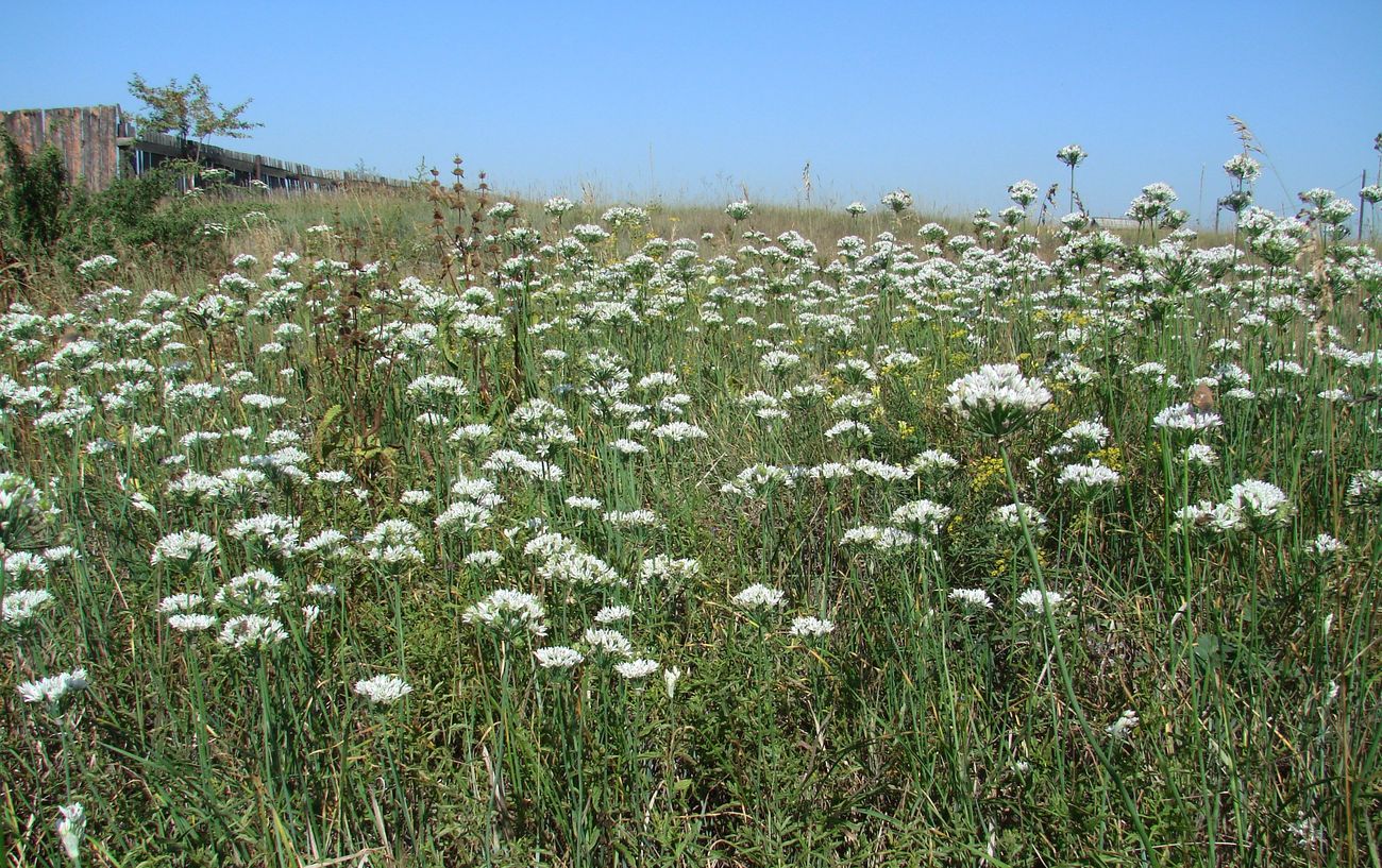 Изображение особи Allium ramosum.