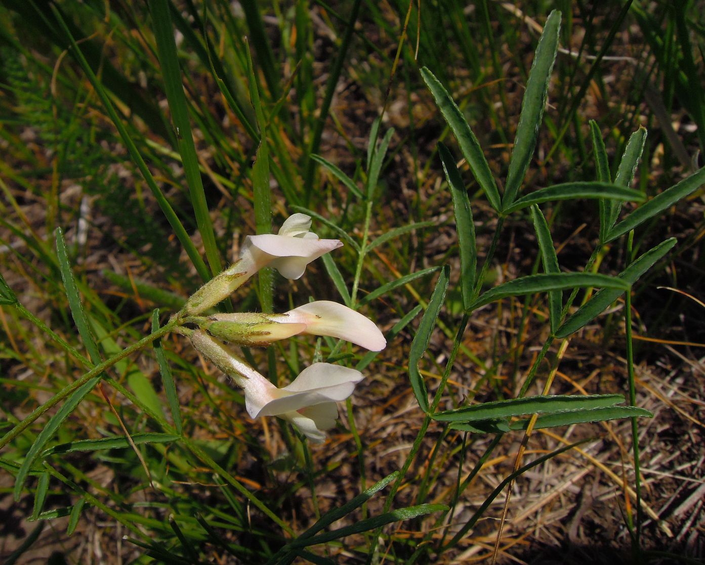 Image of Astragalus palibinii specimen.