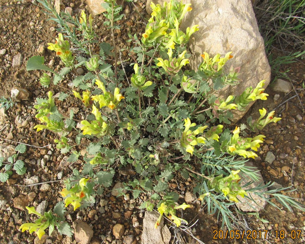 Image of Scutellaria darriensis specimen.