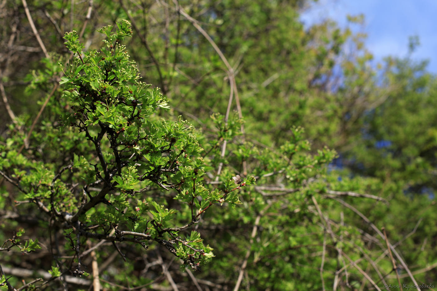 Изображение особи род Crataegus.