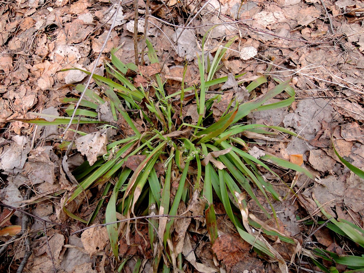 Image of Luzula pilosa specimen.