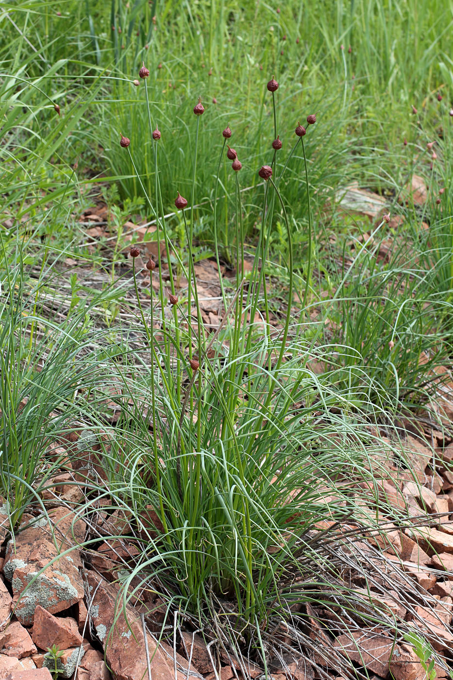 Image of Allium inconspicuum specimen.