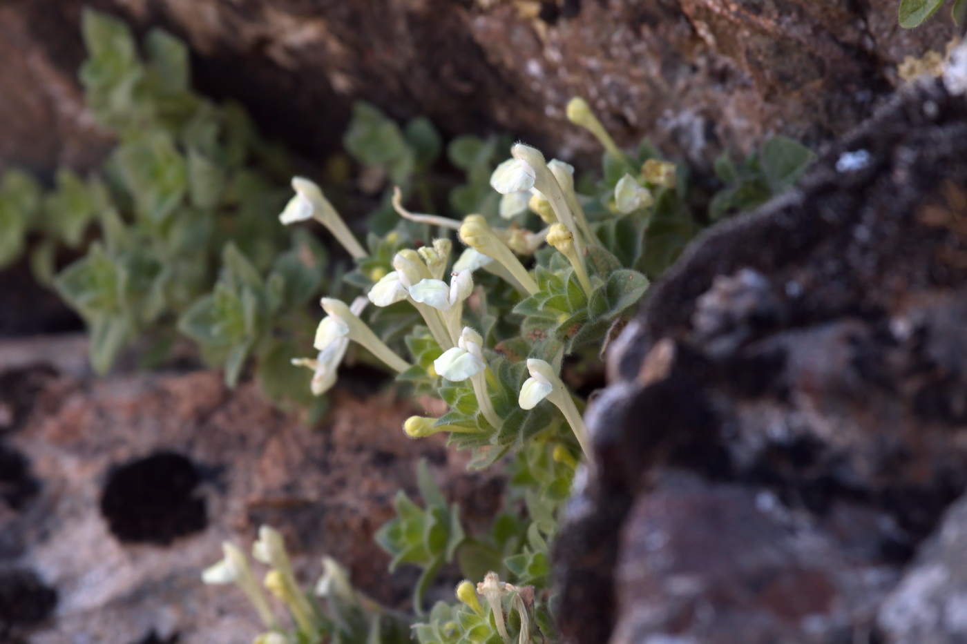 Изображение особи Scutellaria immaculata.