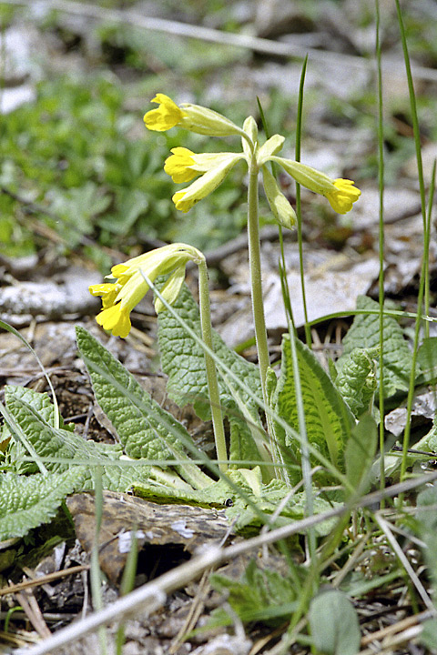 Image of Primula macrocalyx specimen.