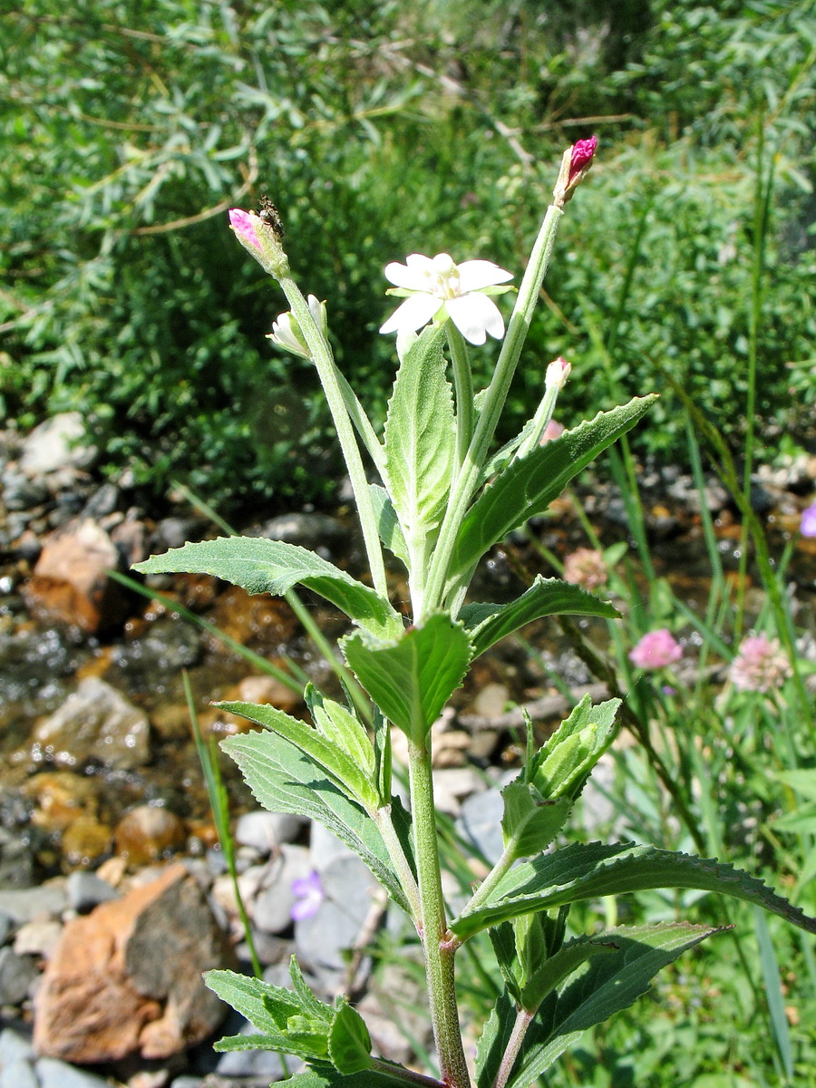 Image of Epilobium tetragonum specimen.