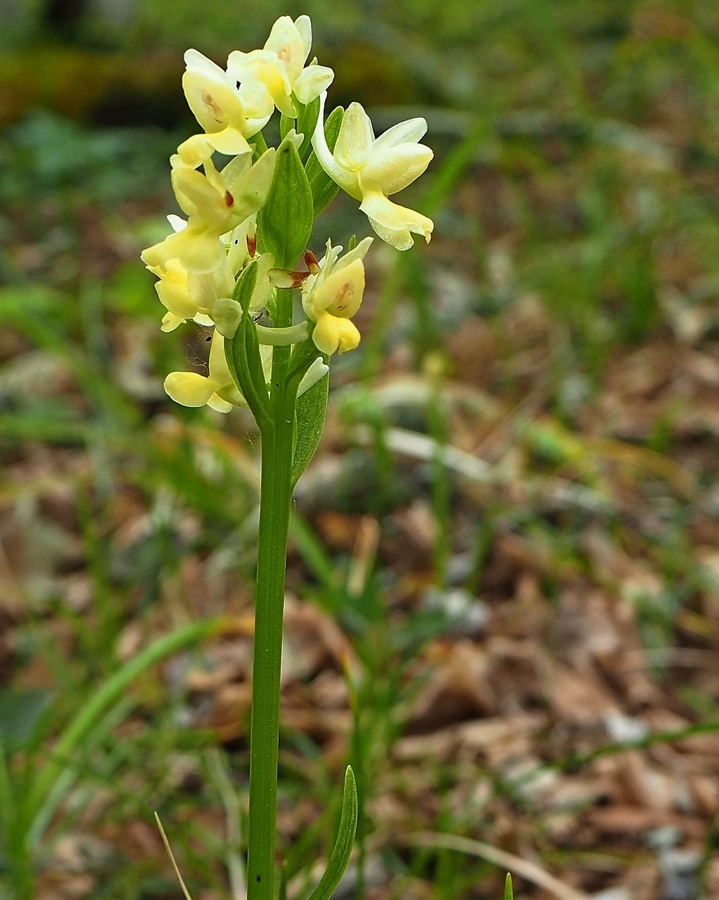 Изображение особи Dactylorhiza romana.