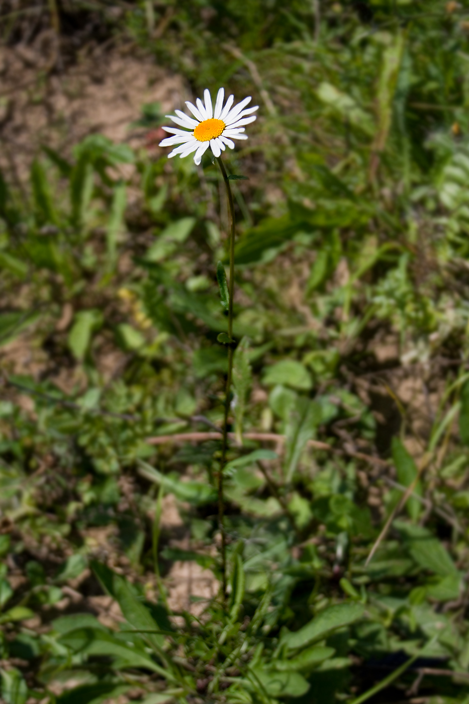 Image of genus Leucanthemum specimen.