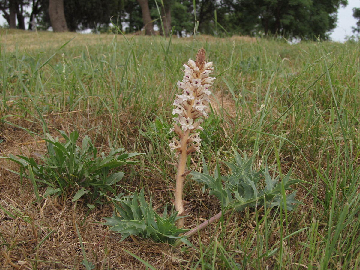 Image of Orobanche callieri specimen.