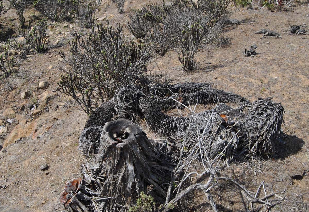 Image of Puya chilensis specimen.