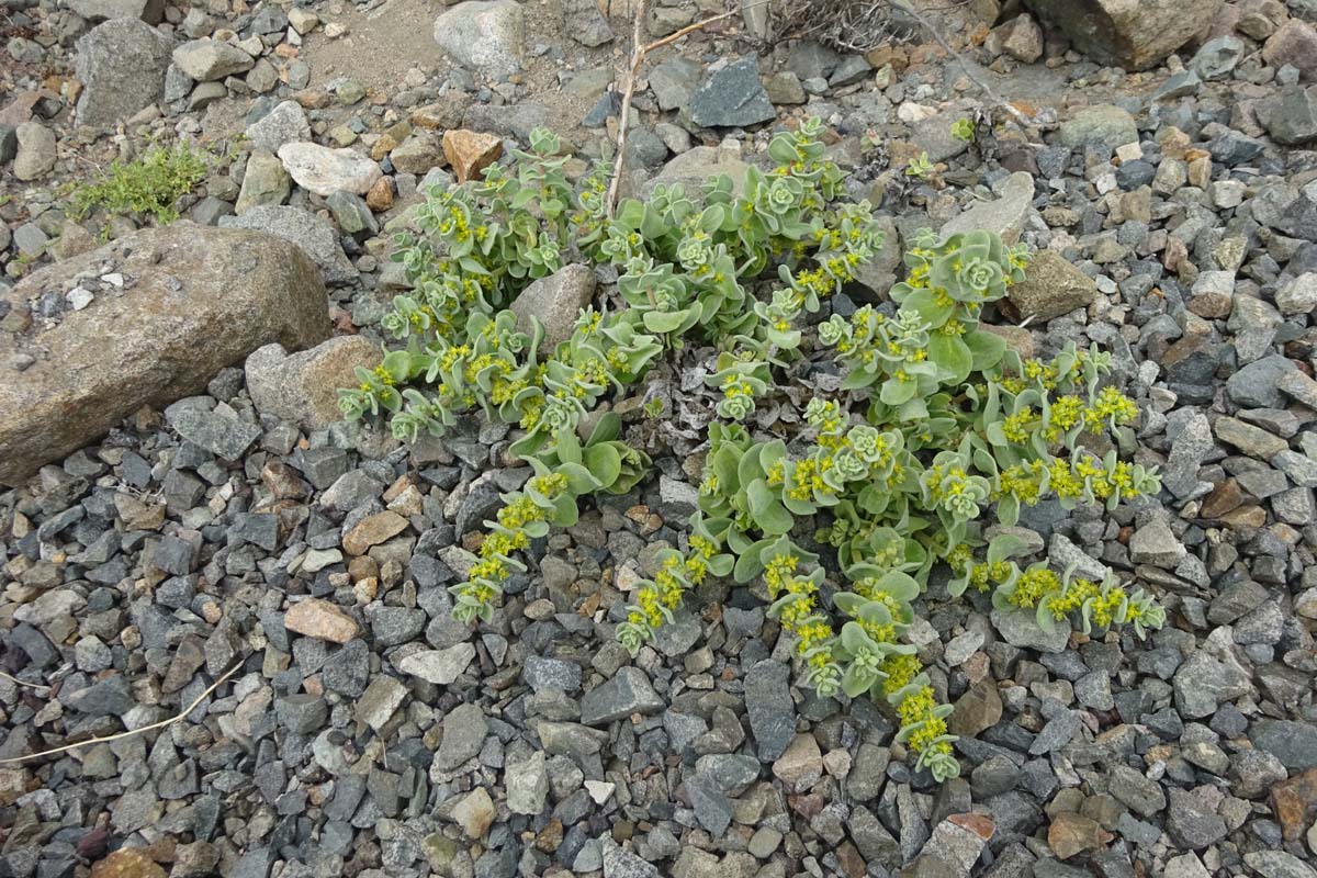 Изображение особи Tetragonia maritima.