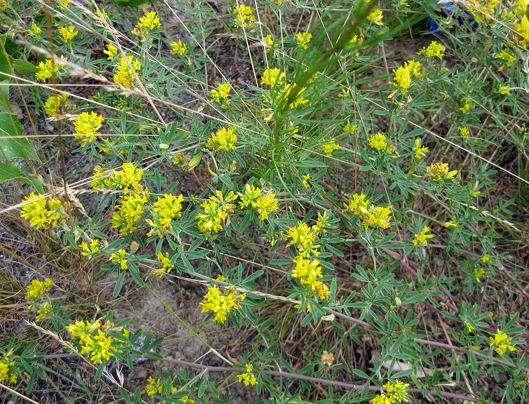 Изображение особи Medicago falcata.