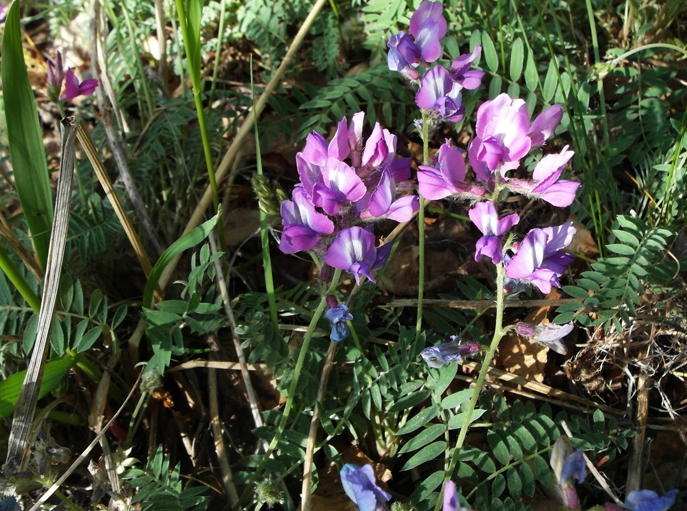 Image of Oxytropis brevicaulis specimen.