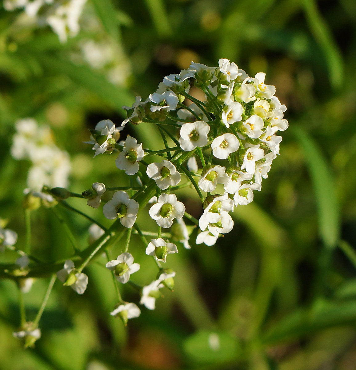 Image of Lobularia maritima specimen.