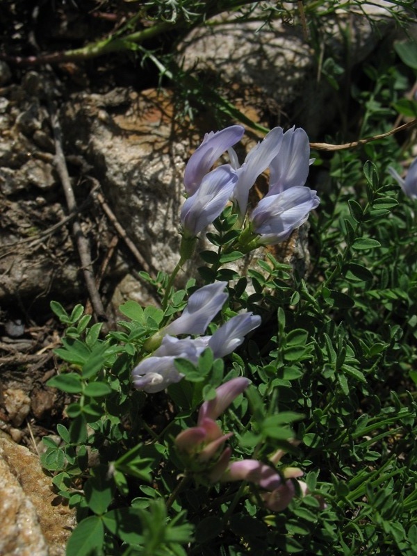 Image of Astragalus levieri specimen.