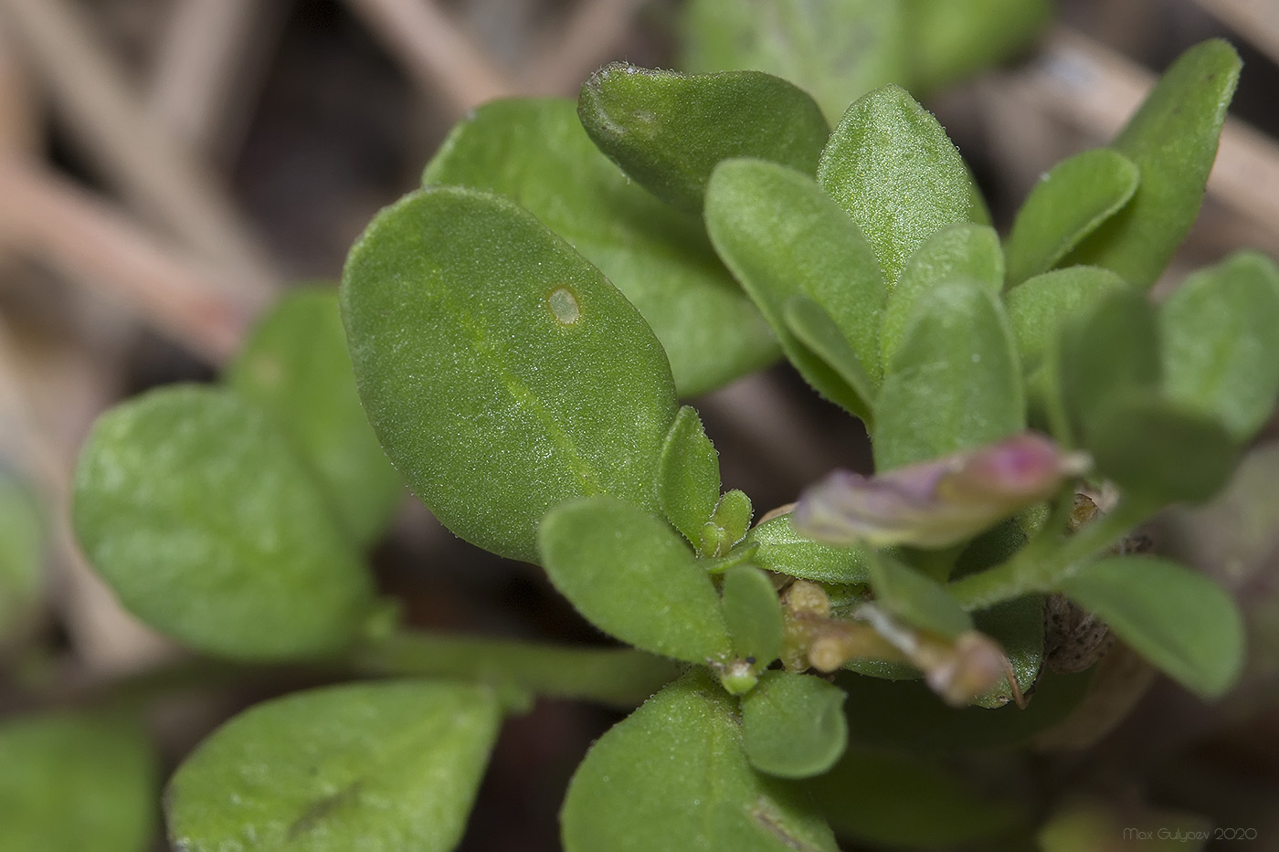 Image of Polygala supina specimen.